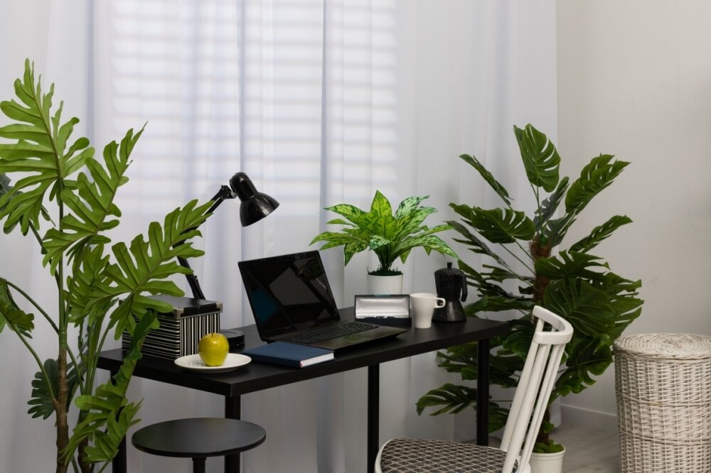 5 great indoor plants for the office Thompsons Plants & Garden Centres