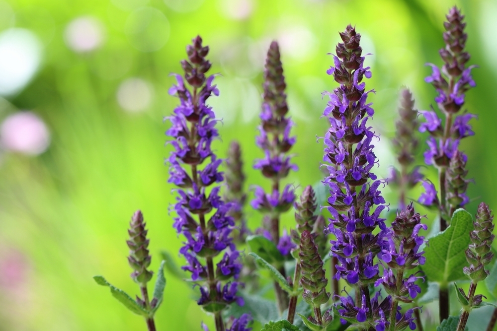 6 top plants for full sun Thompsons Plants & Garden Centres