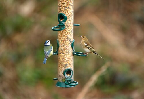 A Guide to Winter Bird Care in Your Garden - Thompsons Plants & Garden ...