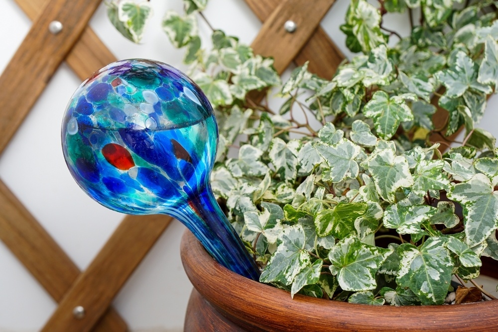 Are watering globes good for your houseplants? - Thompsons Plants & Garden  Centres