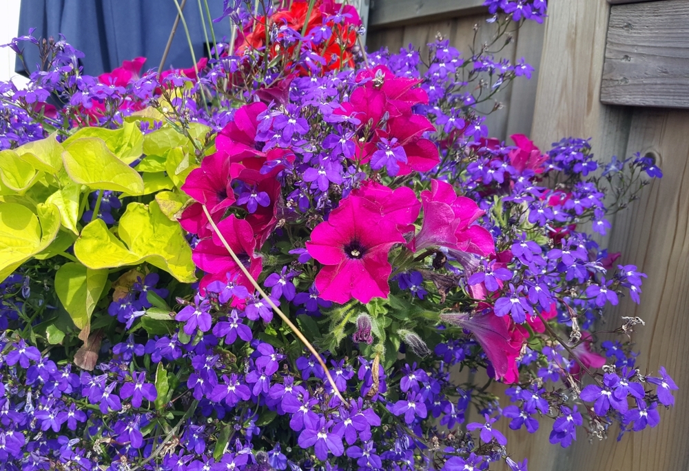 Best flowers to grow in a hanging basket Thompsons Plants & Garden