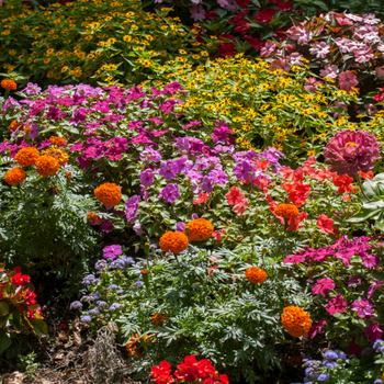 Brighten up your garden with summer bedding plants