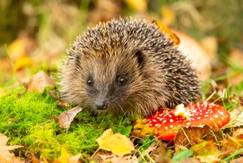 Cultivating biodiversity: Wildlife friendly plants