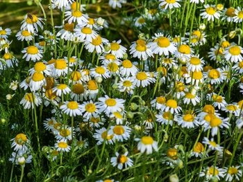 Edible ground cover plants