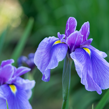 Garden Planning: Making Note of Perennials to Divide in Autumn