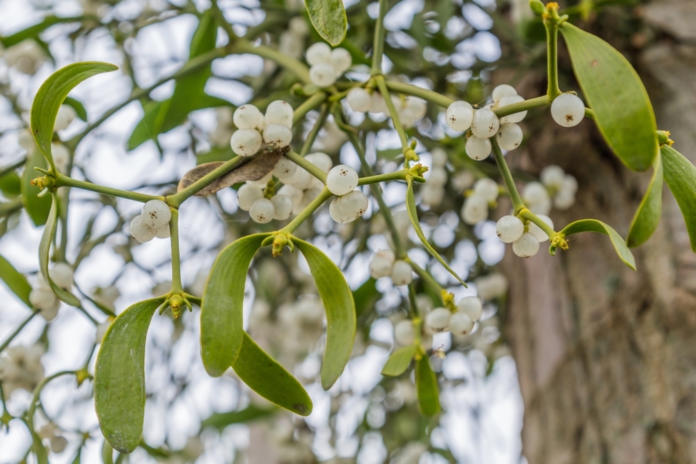 Growing mistletoe Thompsons Plants & Garden Centres