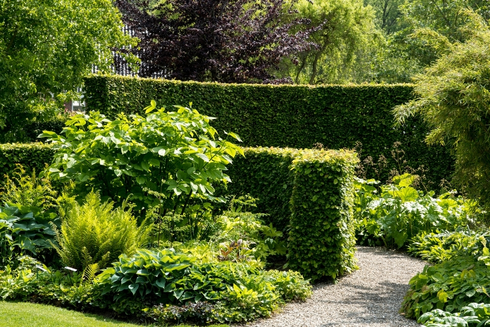 How and when to prune hedges Thompsons Plants & Garden Centres