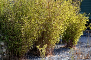 How to control and cut bamboo