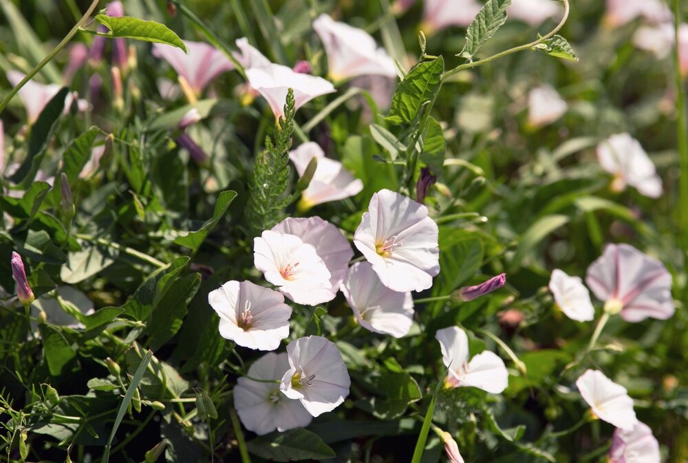 How To Get Rid Of Hedge Bindweed Thompsons Plants & Garden Centres