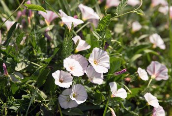 How To Get Rid Of Hedge Bindweed