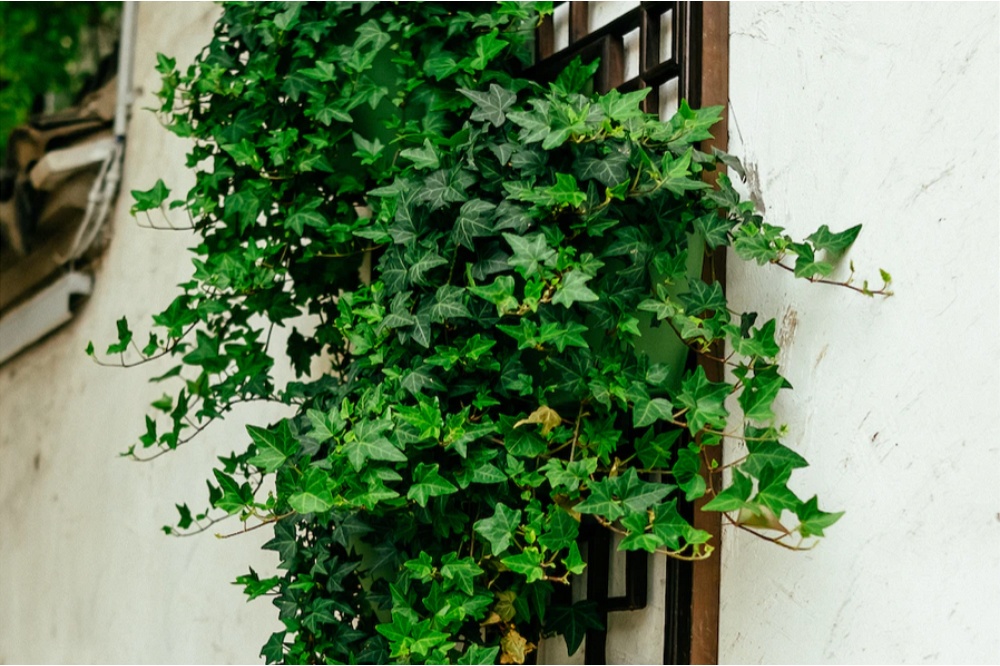 How to Get Rid of Ivy for Good Thompsons Plants & Garden Centres