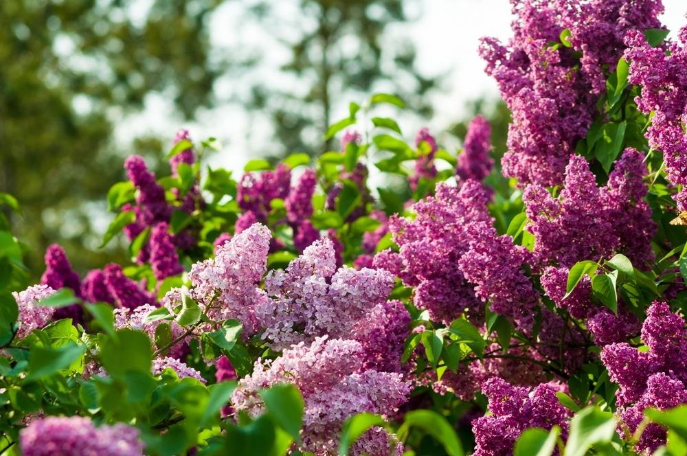 How to grow and care for lilacs Thompsons Plants & Garden Centres