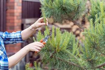 How to prune shrubs