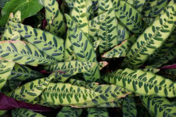 Indoor plants with fantastic foliage