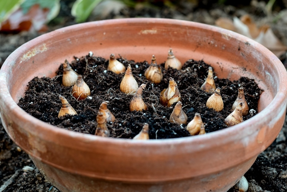 Last change to plant spring bulbs Thompsons Plants & Garden Centres