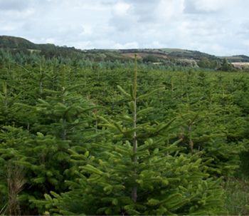 Locally Grown Christmas Trees