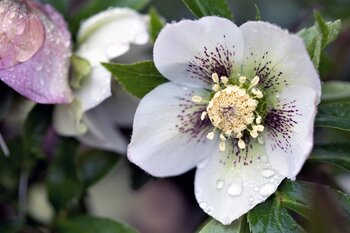 Hellebores: Plant of the month January