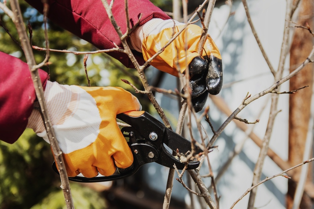 Pruning fruit trees - Thompsons Plants & Garden Centres