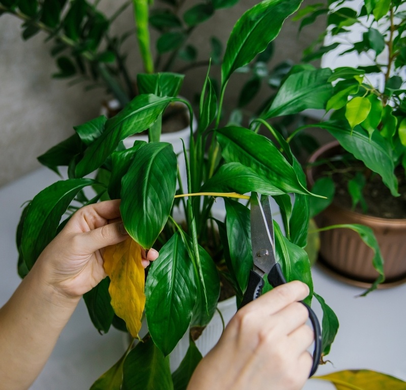Pruning houseplants: All you need to know - Thompsons Plants & Garden ...