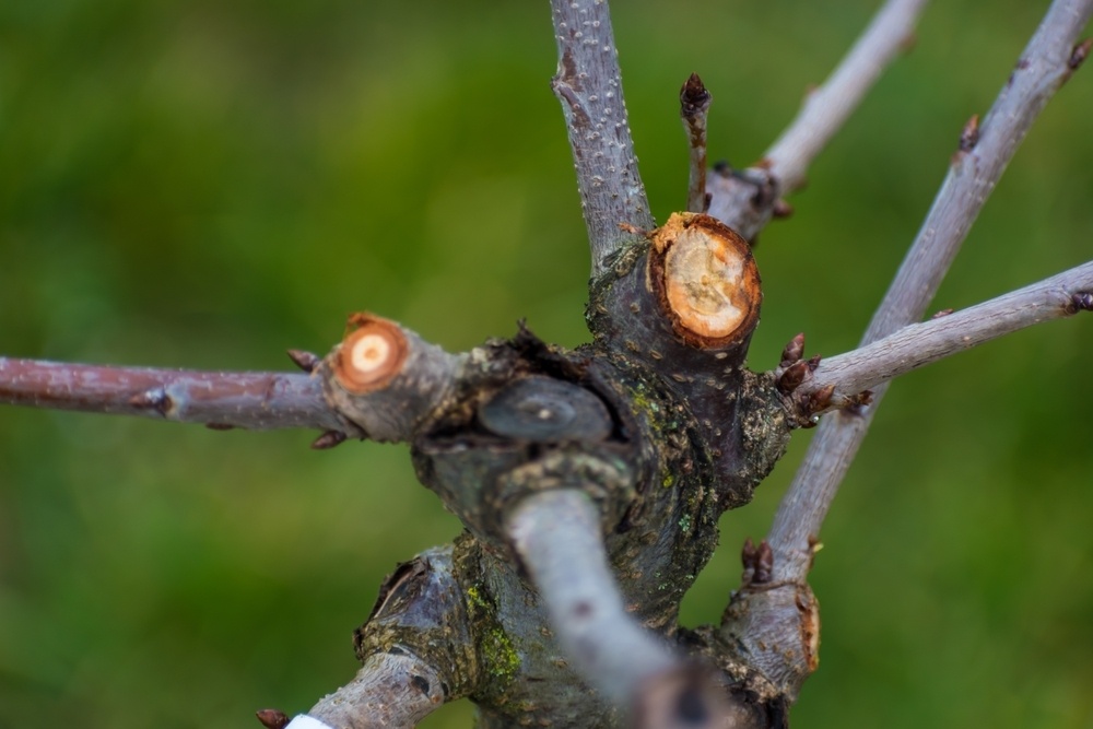 Pruning in autumn - Thompsons Plants & Garden Centres