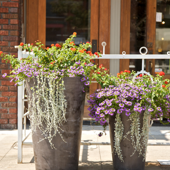 Refreshing Your Garden: Replenishing Tired, Overgrown Planters