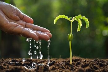 Watering the garden