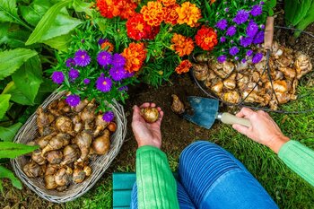 Why Autumn is the best time to garden