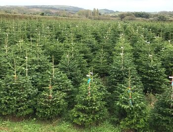 Why Christmas trees are better for the environment