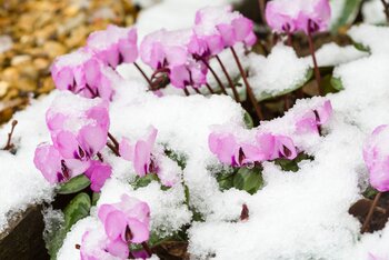 Winter guide to safeguarding your garden greenery