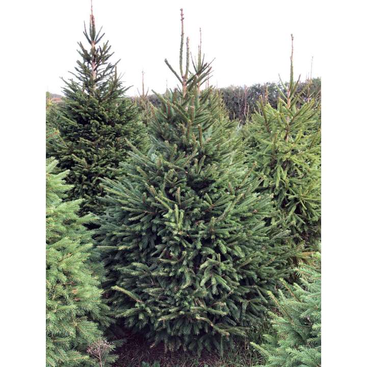 Norway Spruce Christmas Tree - Thompson's