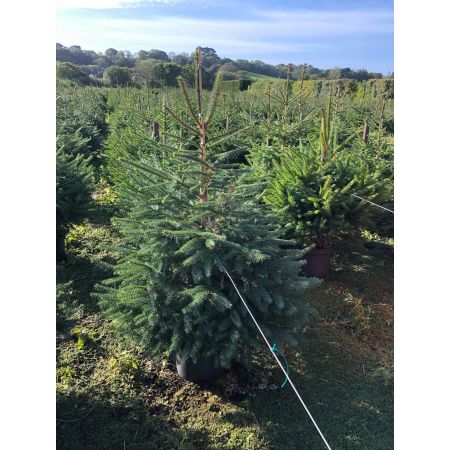 Potted Norway Spruce - Thompson's