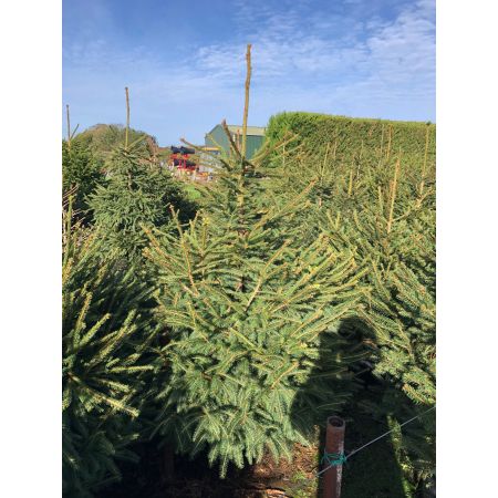 Potted Norway Spruce - Thompson's