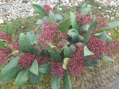 Skimmia