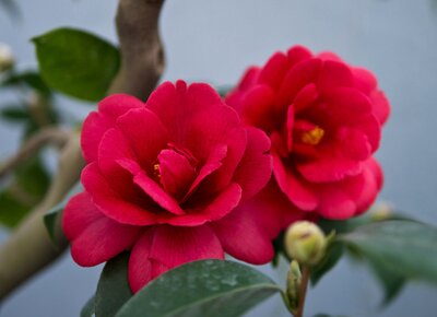 Camellia