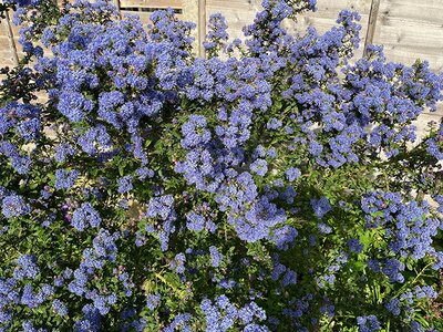 Ceanothus