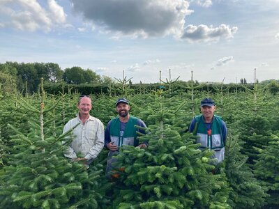 Christmas Trees