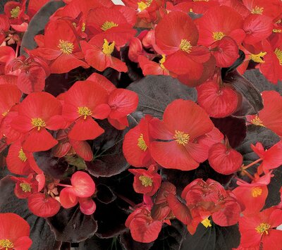 Colour Your Garden Red