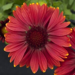 Gaillardia