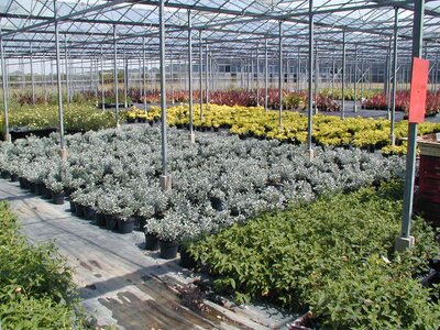 Greentiles Nursery