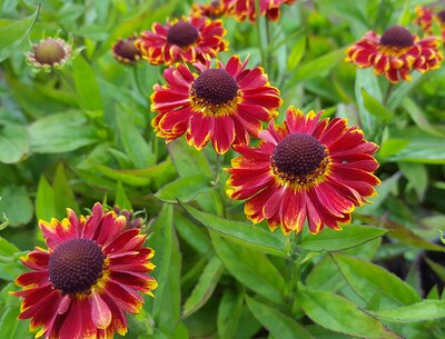Helenium