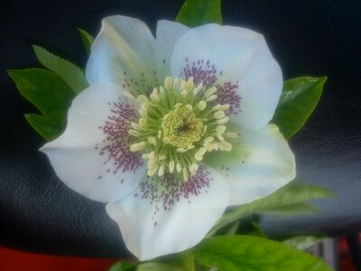 Hellebore