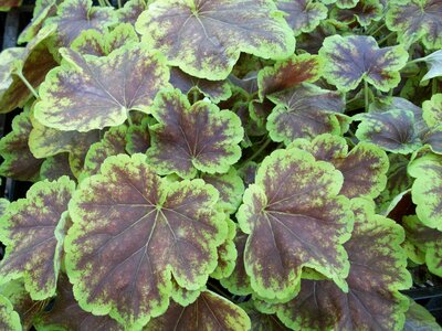 Heuchera