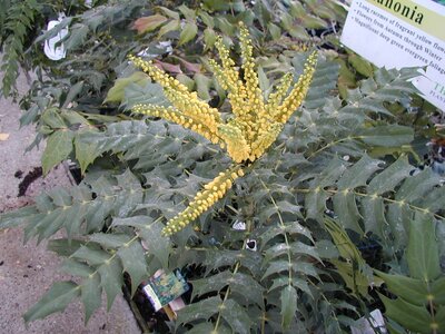 Mahonia