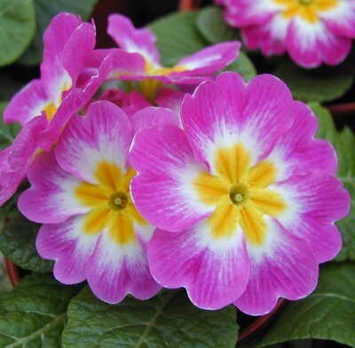 Primrose