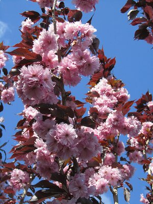 Prunus Cherry Blossom
