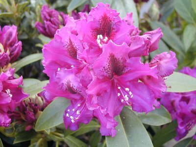 Rhododendron