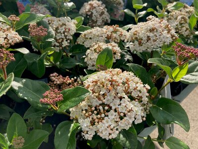 Viburnum