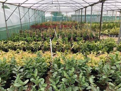 Woodlands Nursery