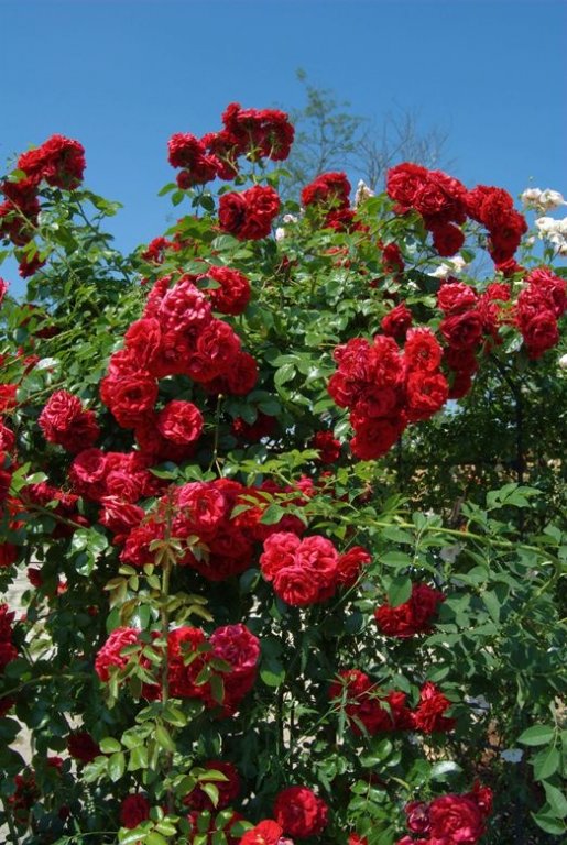 Sultry rose perfume online