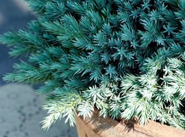 Conifers for small gardens